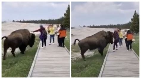 mulher é atacada no parque prado campinas